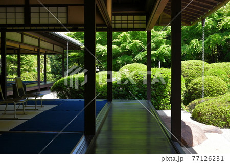 丈山苑 青もみじ 緑色の世界 丈山苑 青もみじ 緑色の世界 77126231