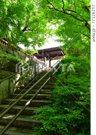 丈山苑 青もみじ 緑色の世界 丈山苑 青もみじ 緑色の世界 77126257