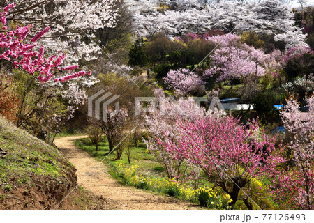 花満開の花見山風景 花満開の花見山風景 77126493