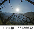 遠くの太陽 77126632
