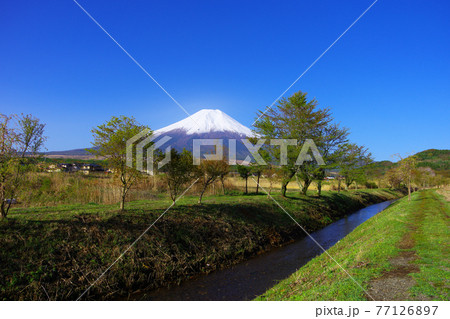 20210430忍野村新名庄川からの春の青空の富士山 77126897