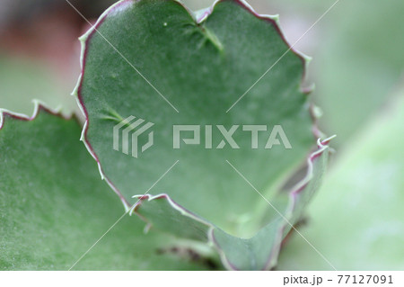 a Macro of the Succulent plant , the nature back ground a Macro of the Succulent plant , the nature back ground 77127091