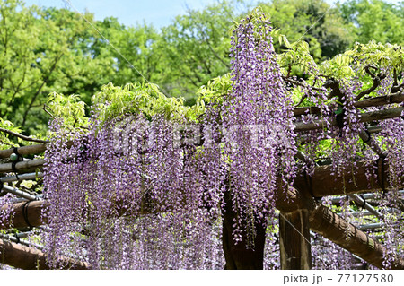 藤の花 藤の花 77127580