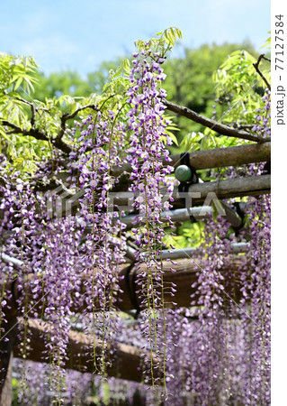 藤の花 藤の花 77127584