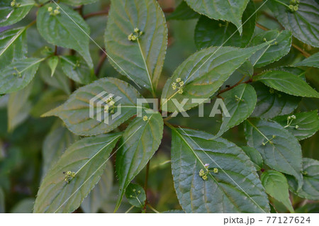 ハナイカダ(花筏)の花 ハナイカダ(花筏)の花 77127624