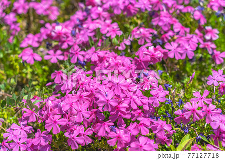 日本の春 埼玉県秩父 羊山公園の芝桜 77127718