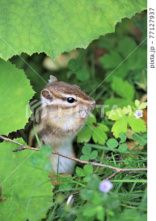 シマリス 77127937