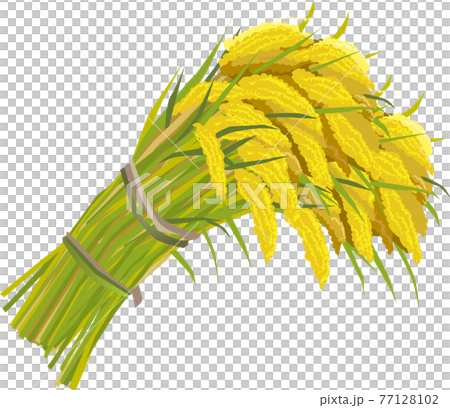 Vector illustration of rice bundle - Stock Illustration [77128102] - PIXTA