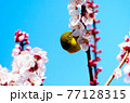 桜の花をつつくメジロ 77128315