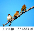 枝にとまる3匹のスズメ 77128316