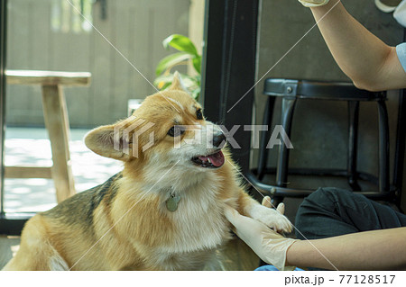Adorable brown welsh corgi sitting on wood floor while learning something and looking owner at home 77128517