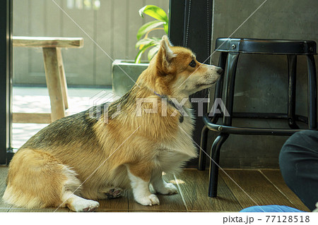 Adorable brown welsh corgi sitting on wood floor while learning something and looking owner at home Adorable brown welsh corgi sitting on wood floor while learning something and looking owner at home 77128518