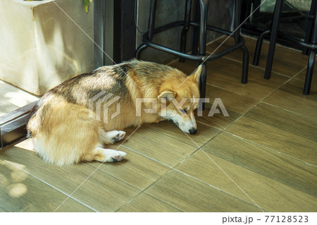 Adorable brown corgi dog sleep on wood floor beside chair while waiting owner at home.  77128523
