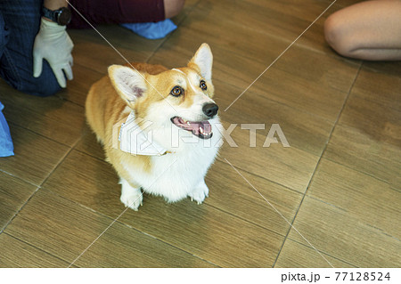 Adorable brown welsh corgi sitting on wood floor while learning something and looking owner at home. 77128524
