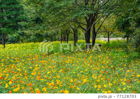 コスモス咲く秋の国営アルプスあづみの公園 堀金 穂高地区 の写真素材