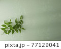 スマイラックス　薄緑背景　 77129041