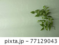 スマイラックス　薄緑背景　 77129043