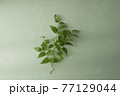 スマイラックス　薄緑背景　 77129044