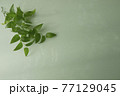スマイラックス　薄緑背景　 77129045