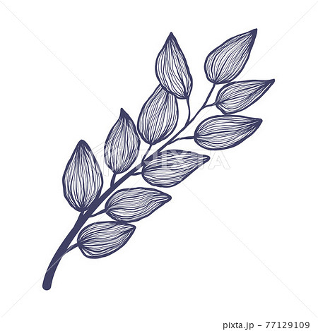 Tropical brunch with leaves in linear style. Exotic hand drawn leaf in trendy style collection. Minimalistic tropic leaves vector illustration. Isolated on white background. 77129109
