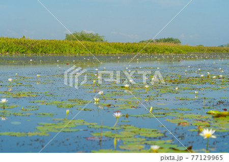 White lotus flowers in pond, sea or lake in national park in Thale Noi, Songkhla, Thailand. Nature landscape background. White lotus flowers in pond, sea or lake in national park in Thale Noi, Songkhla, Thailand. Nature landscape background. 77129965