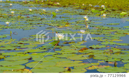 White lotus flowers in pond, sea or lake in national park in Thale Noi, Songkhla, Thailand. Nature landscape background. White lotus flowers in pond, sea or lake in national park in Thale Noi, Songkhla, Thailand. Nature landscape background. 77129966
