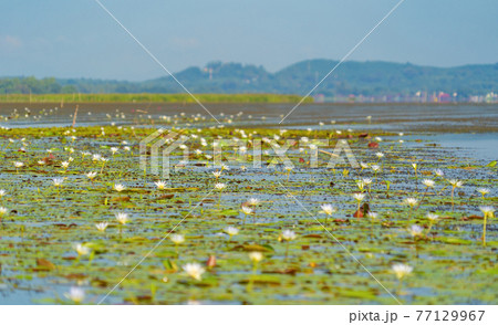 White lotus flowers in pond, sea or lake in national park in Thale Noi, Songkhla, Thailand. Nature landscape background. White lotus flowers in pond, sea or lake in national park in Thale Noi, Songkhla, Thailand. Nature landscape background. 77129967