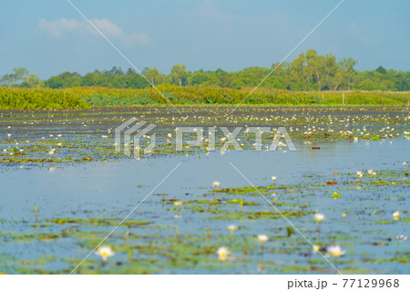White lotus flowers in pond, sea or lake in national park in Thale Noi, Songkhla, Thailand. Nature landscape background. White lotus flowers in pond, sea or lake in national park in Thale Noi, Songkhla, Thailand. Nature landscape background. 77129968
