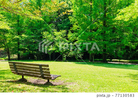 緑に包まれる公園のベンチ 緑に包まれる公園のベンチ 77130583