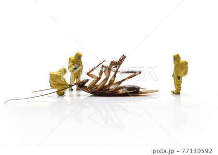 Miniature people with dead cockroach isolated on a white background. Miniature people with dead cockroach isolated on a white background. 77130592