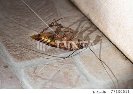 The cockroach lay dead on the bathroom floor of the house. The cockroach lay dead on the bathroom floor of the house. 77130611