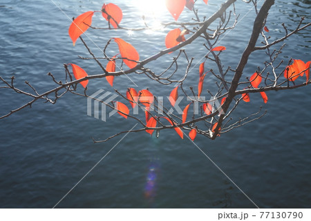 四天王寺の桜の紅葉 77130790