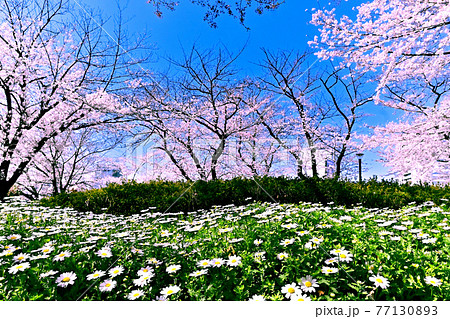 春・春・晴れ 春・春・晴れ 77130893