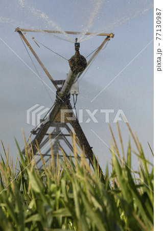 Irrigation pivot, with water or chemigation, fed by pipeline, example of agricultural machinery and agro-industrial infrastructures in crop fields in Aragon. 77130987
