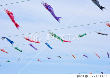 鯉のぼり　5月のイメージ　端午の節句 77131127