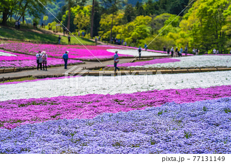 日本の春 埼玉県秩父 羊山公園の芝桜と武甲山の風景 日本の春 埼玉県秩父 羊山公園の芝桜と武甲山の風景 77131149