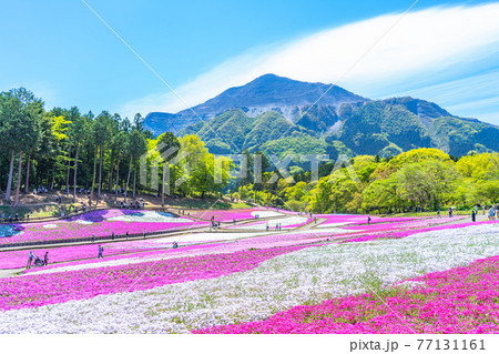 日本の春 埼玉県秩父 羊山公園の芝桜と武甲山の風景 77131161