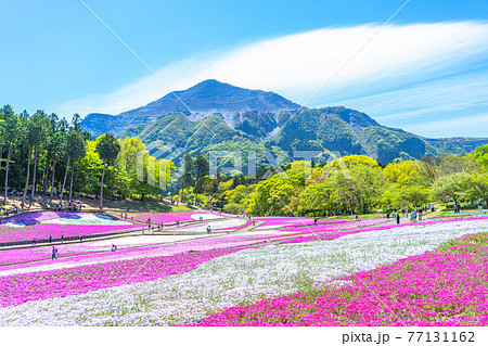 日本の春 埼玉県秩父 羊山公園の芝桜と武甲山の風景 77131162