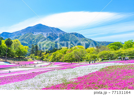 日本の春 埼玉県秩父 羊山公園の芝桜と武甲山の風景 77131164