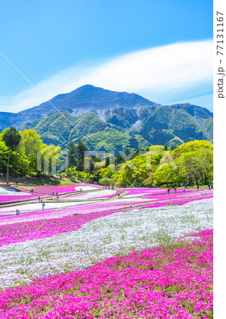日本の春 埼玉県秩父 羊山公園の芝桜と武甲山の風景 77131167