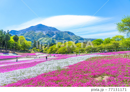 日本の春 埼玉県秩父 羊山公園の芝桜と武甲山の風景 77131171