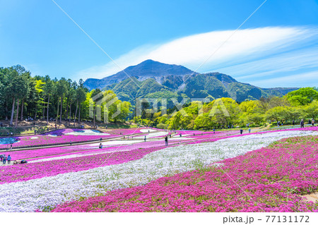 日本の春 埼玉県秩父 羊山公園の芝桜と武甲山の風景 77131172
