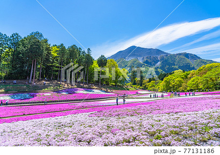 日本の春 埼玉県秩父 羊山公園の芝桜と武甲山の風景 日本の春 埼玉県秩父 羊山公園の芝桜と武甲山の風景 77131186