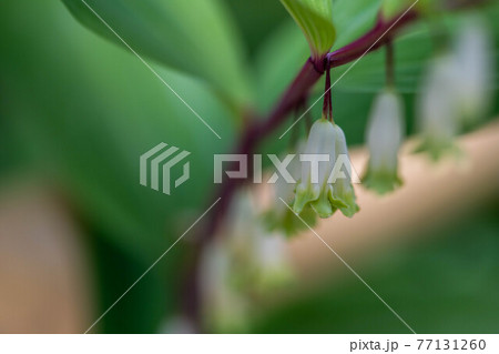 ナルコユリのアップ ナルコユリのアップ 77131260