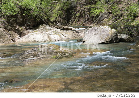 那須の渓流の川岸の新緑と川の流れ 那須の渓流の川岸の新緑と川の流れ 77131555
