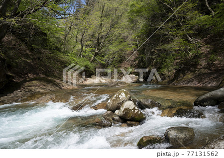 那須の渓流の川岸の新緑と川の流れ 那須の渓流の川岸の新緑と川の流れ 77131562