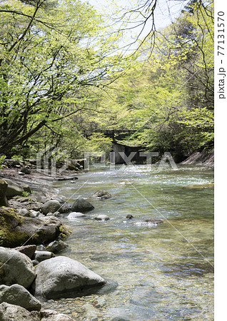 那須の渓流の川岸の新緑と川の流れ 那須の渓流の川岸の新緑と川の流れ 77131570
