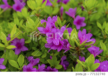花 植物 万 77132740