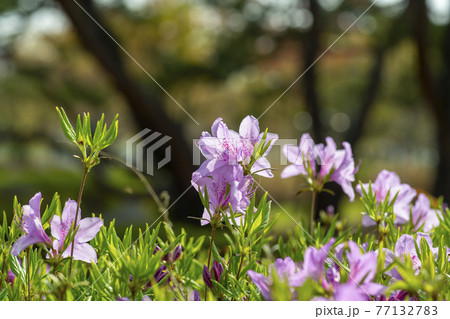 花 植物 万 77132783