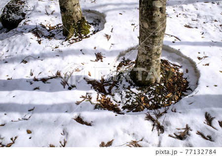 雪解けの森 雪解けの森 77132784